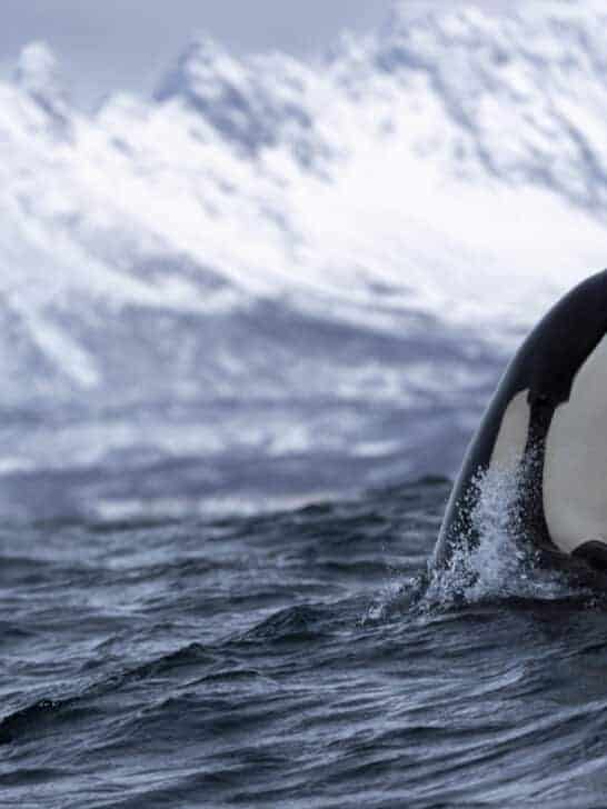 Adorable Baby Orca asks Humans for help to Save Their Mother