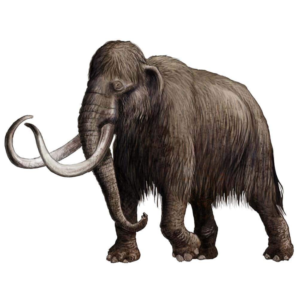 Mammoths Vs. Mastodons