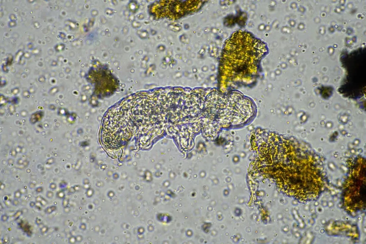 tardigrade