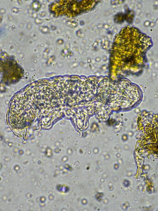 Astronauts Found Microbes Surviving in Space for Years