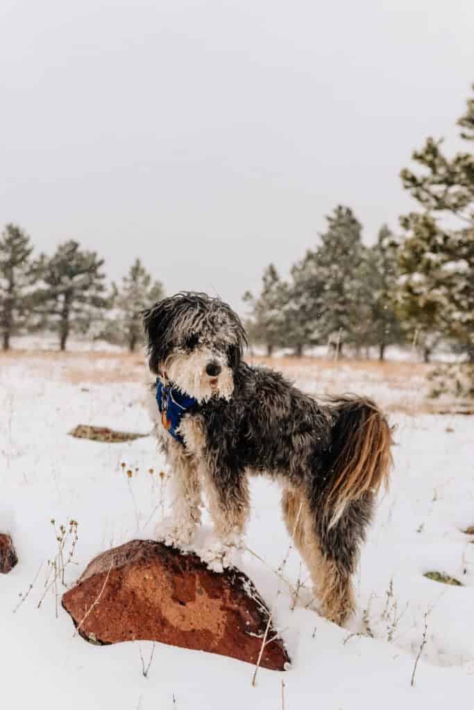 The Aussiedoodle Breed