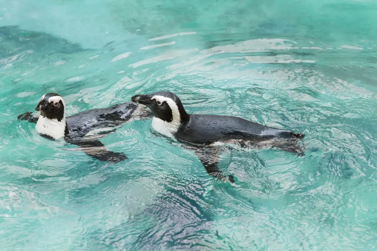 First Swim for a Baby Humboldt Penguin at Oregon Zoo