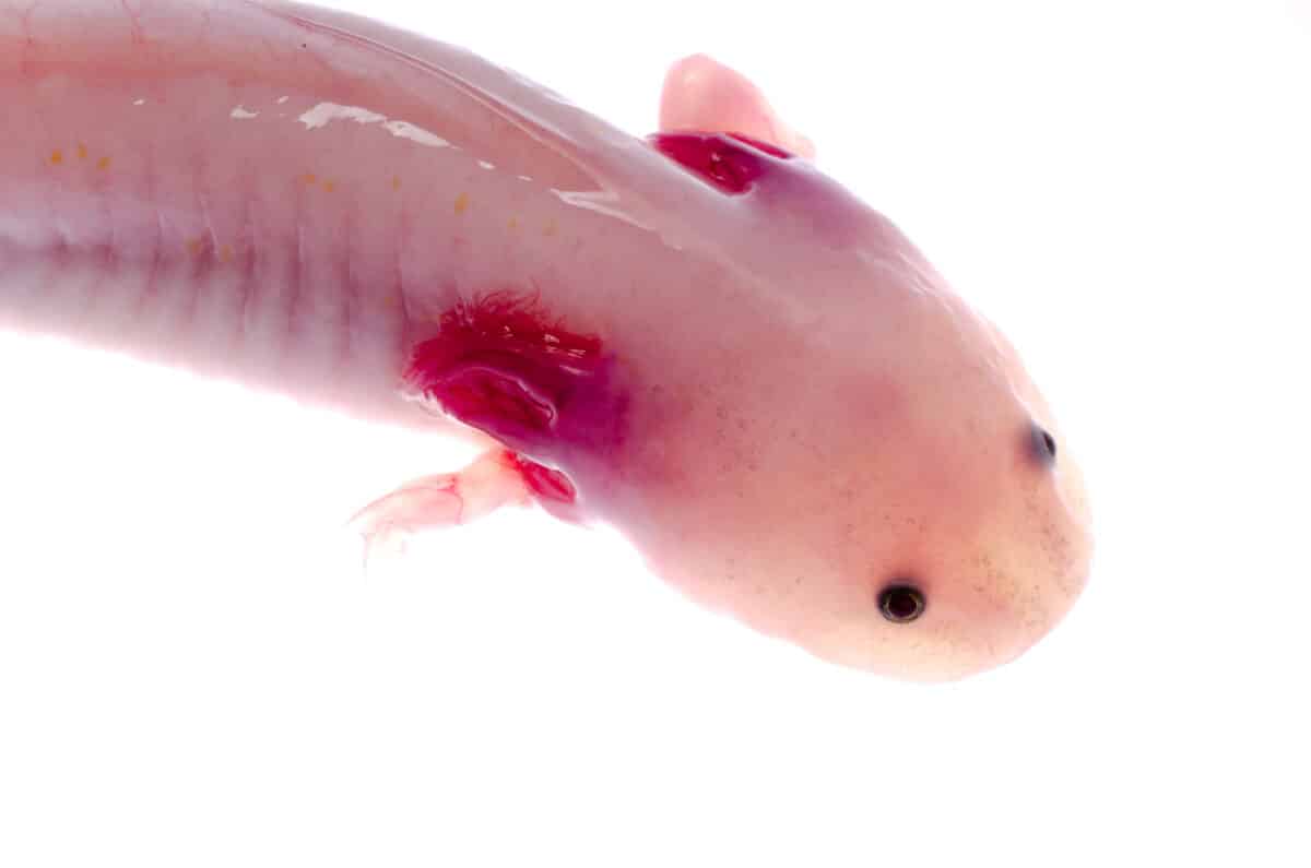 Axolotl's Regenerative Abilities
