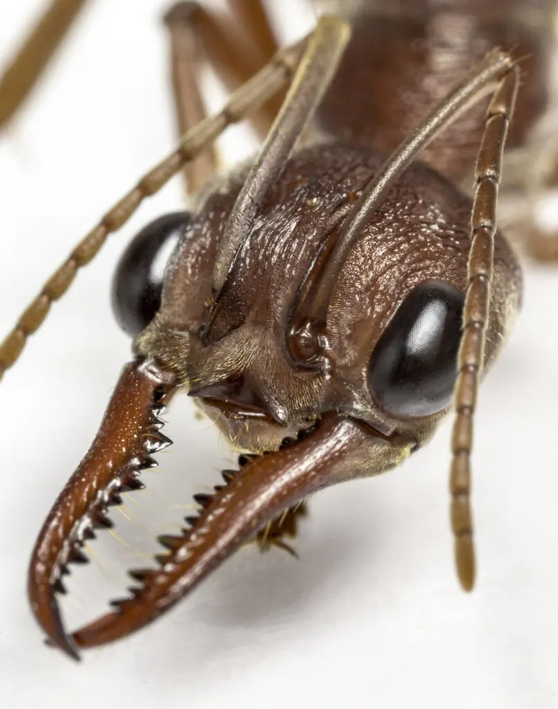 bullet ant mandibles