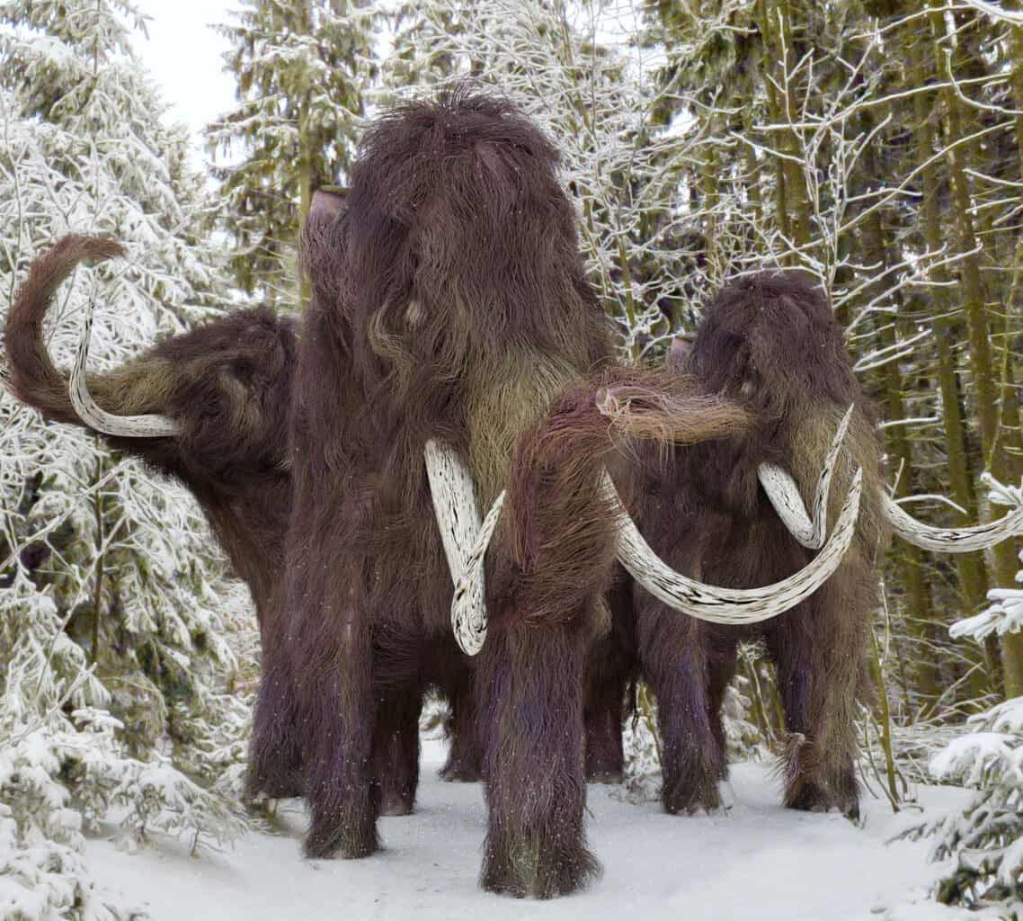 Mammoths Vs. Mastodons