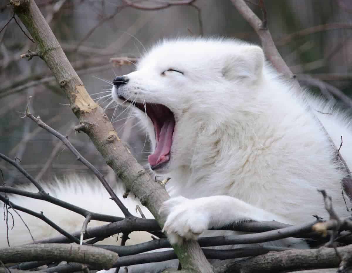 arctic fox