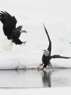 largest congregation of eagles