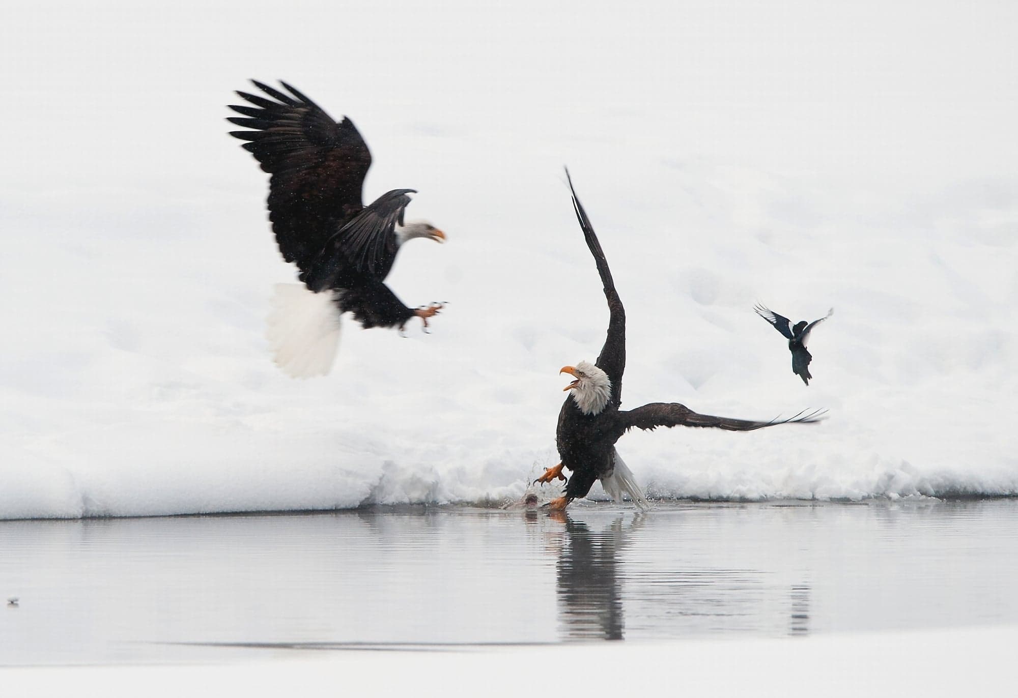 largest congregation of eagles