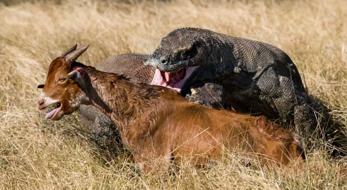 Komodo Dragon Attacks Goat