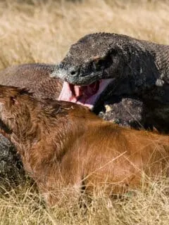 Komodo Dragon Attacks Goat