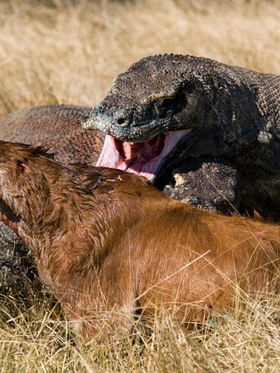 Watch: The Intense Clash of a Komodo Dragon Over an Innocent Goat (on Video)