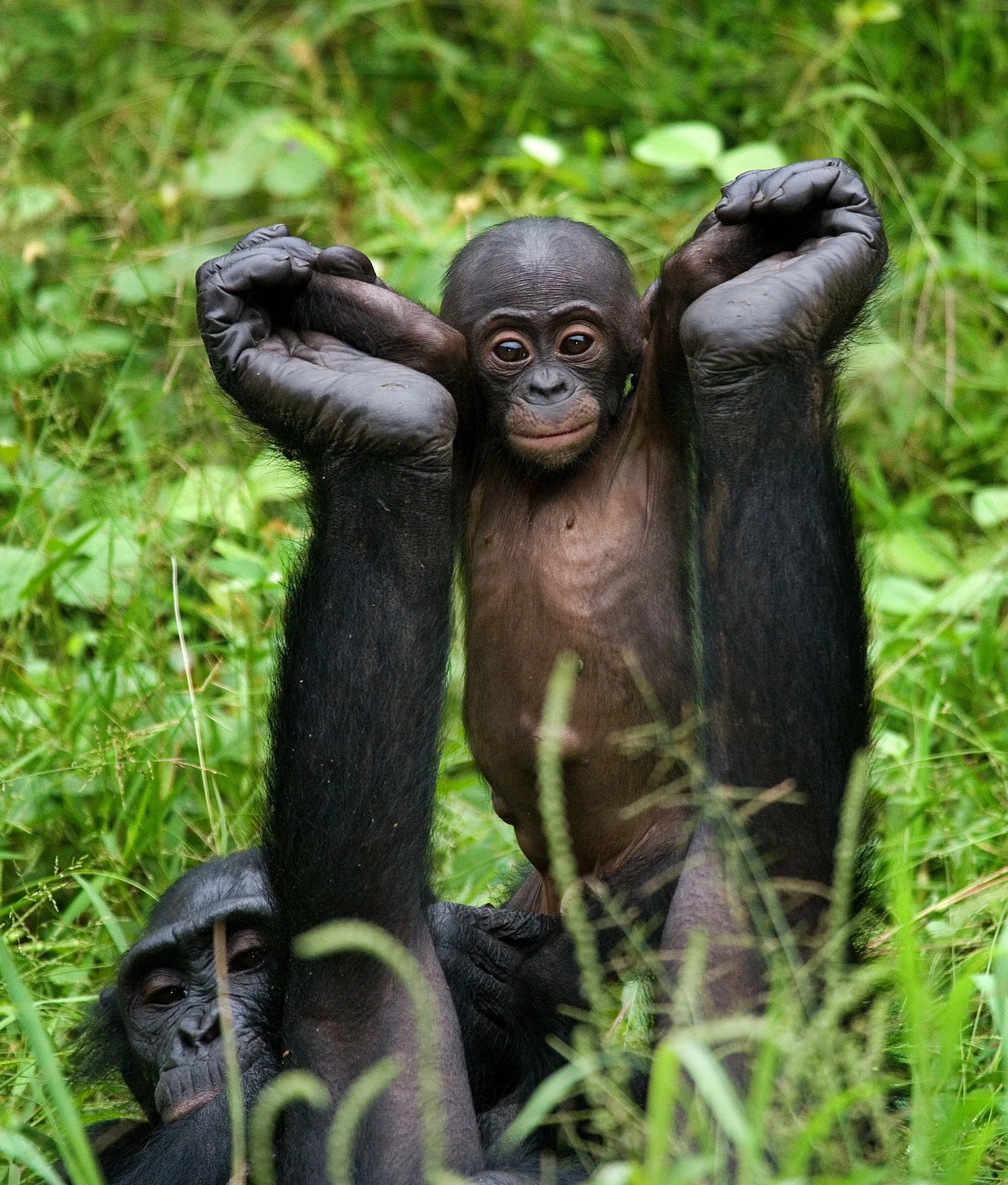 Apes