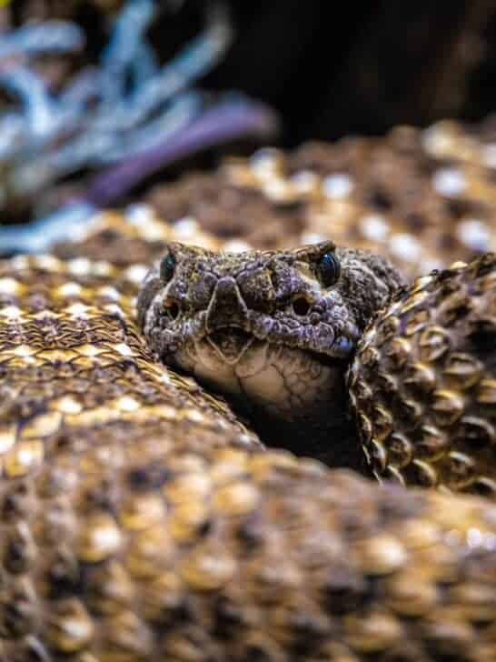 Discover Georgia&rsquo;s Hidden Threat: The Eastern Diamondback Rattlesnake