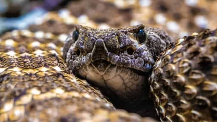 Eastern Diamondback Rattlesnake