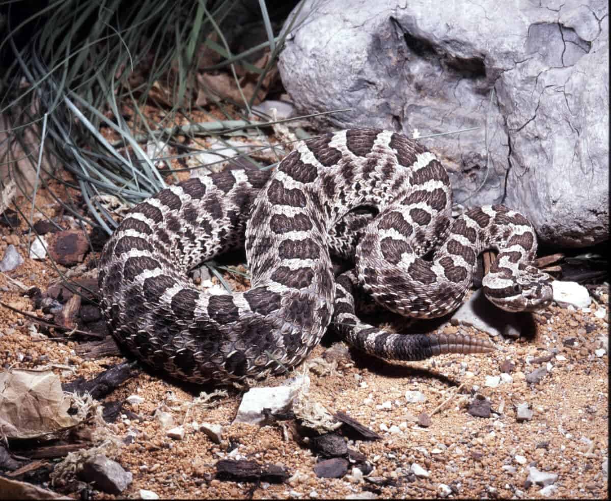 Eastern Massasauga Rattlesnake