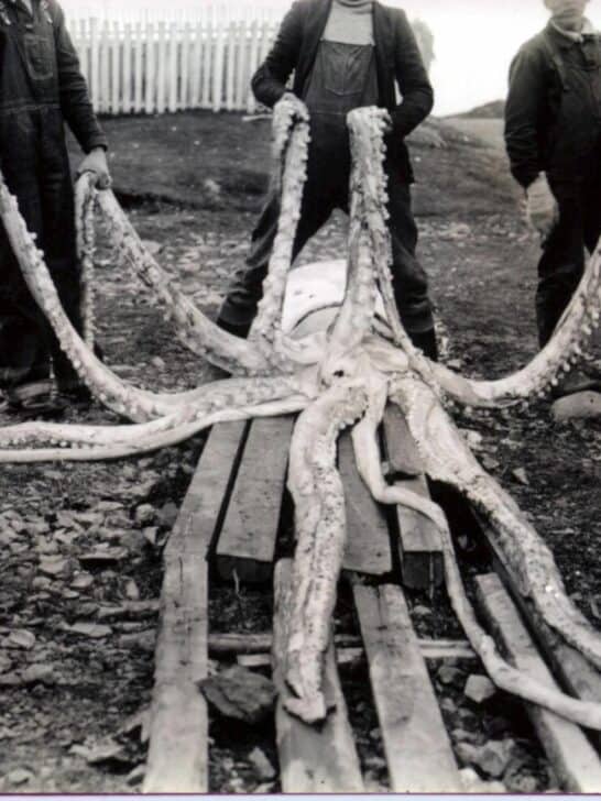 The Giant Squid is the Strangest Creature in the Sea