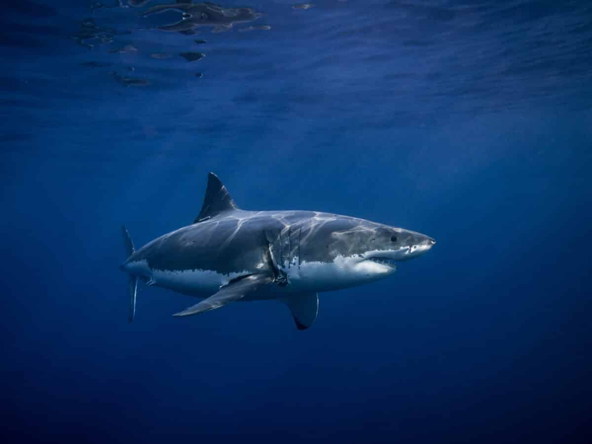 Food Blogger Fined for Eating Great White Shark