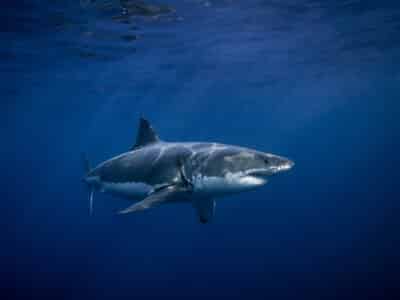 Watch Two Kids Swim Near Great White Shark