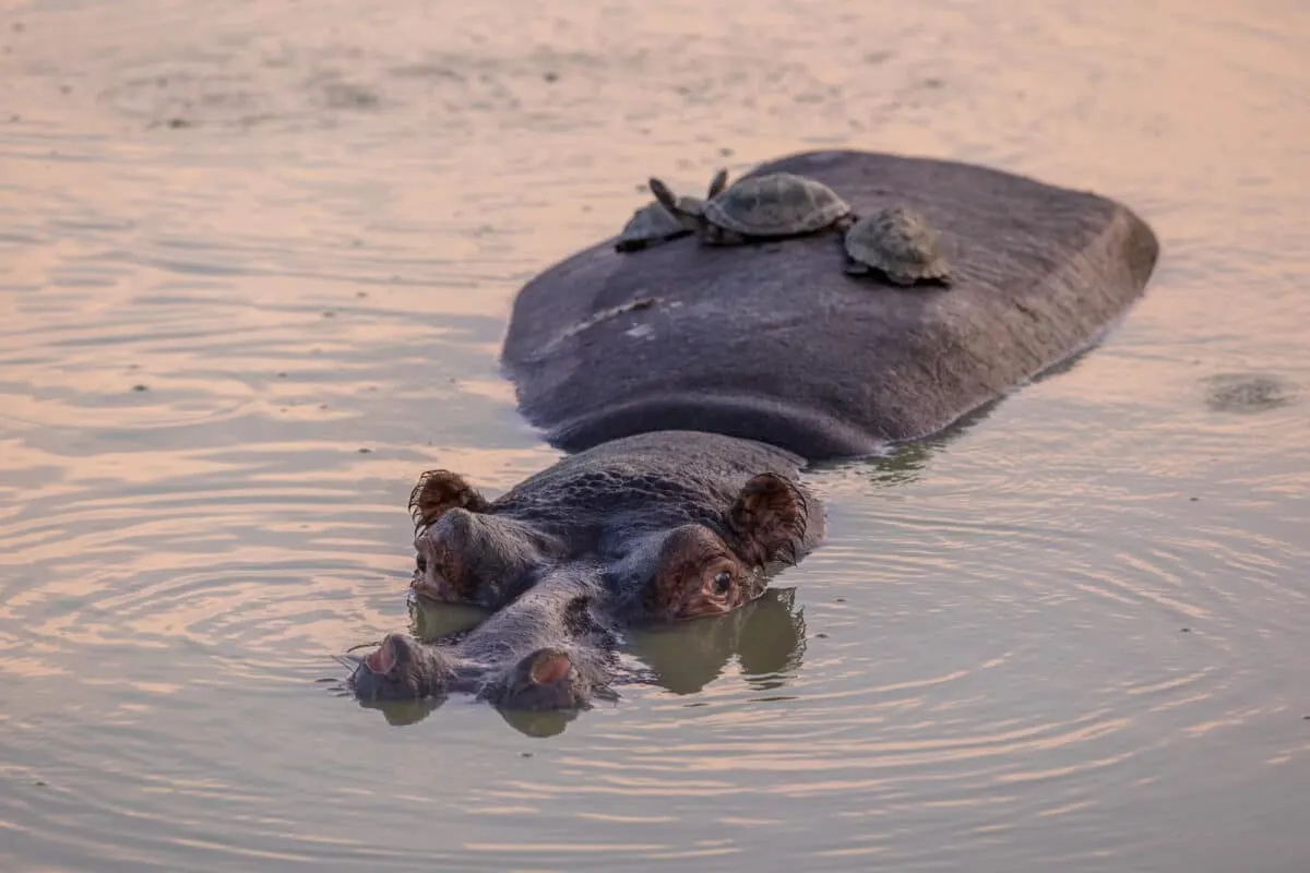 Hippo and Tortoise