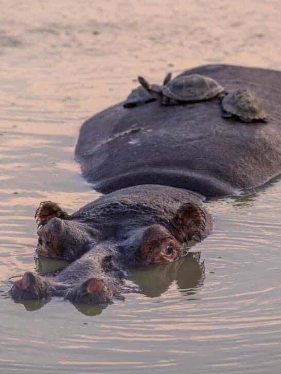World’s Most Unlikely Animal Friendships