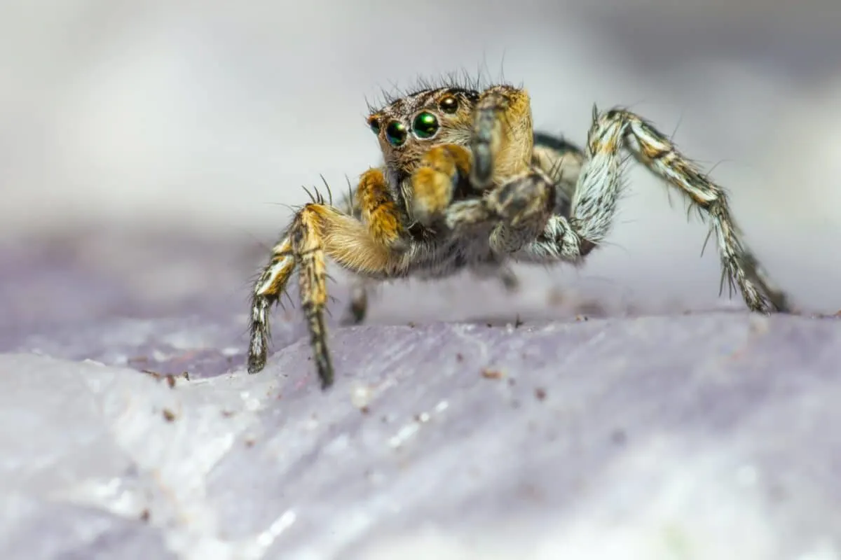 Jumping Spiders