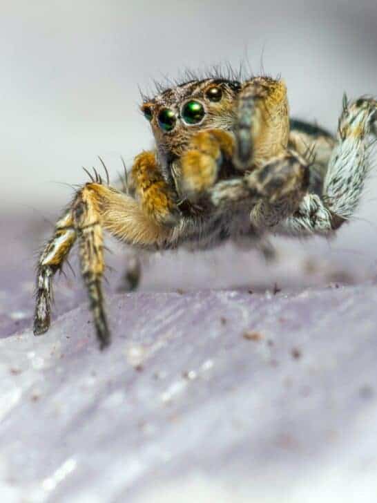 Unearth the Reality of Ohio’s Venomous Spiders