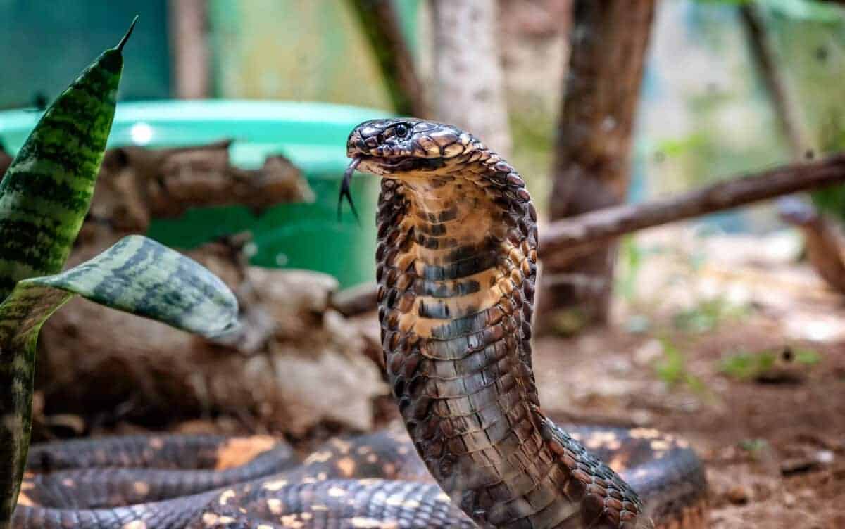 king cobra