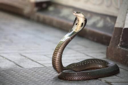 Unveil The King Cobra Spiritual Meaning