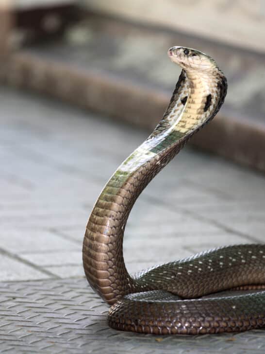 Unveil The King Cobra Spiritual Meaning
