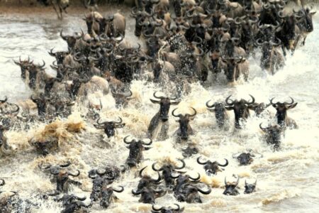 The River That Hosts the World’s Largest Migration