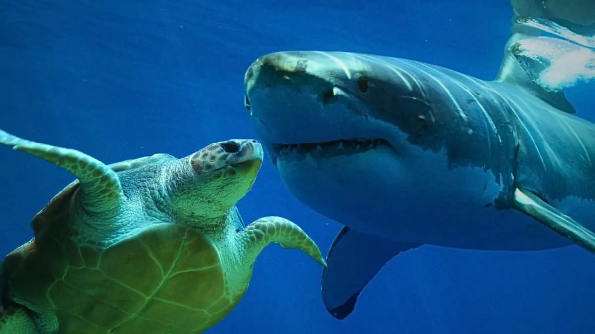 Shark Aids Humans in Viral Turtle Rescue