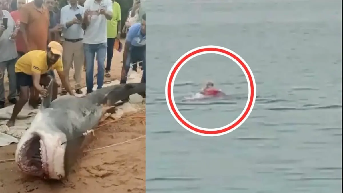 Russian Swimmer's Last Seconds in a Shocking Shark Attack