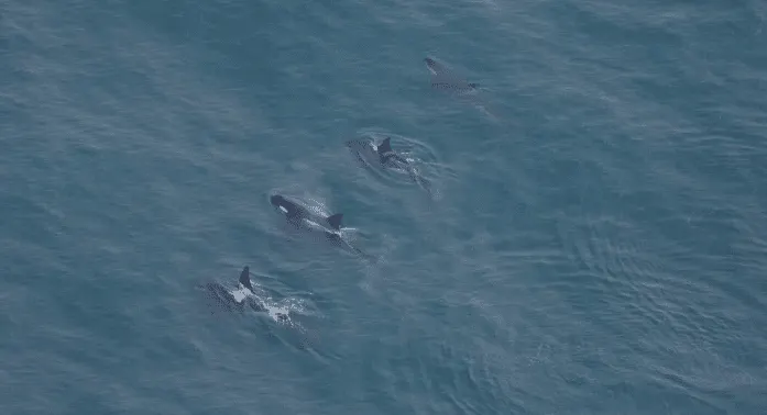 Orcas spotted off cape cod