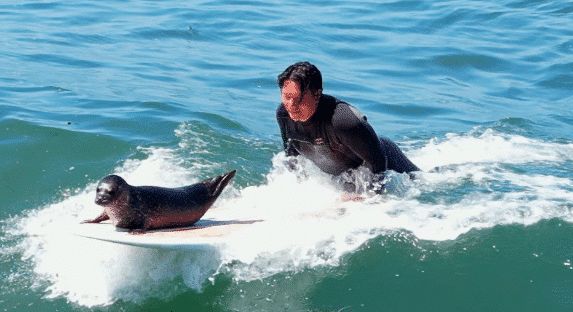 The Seal Pup Taking Surfers' Boards for a Spin