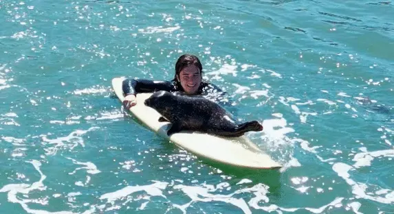 The Seal Pup Taking Surfers' Boards for a Spin