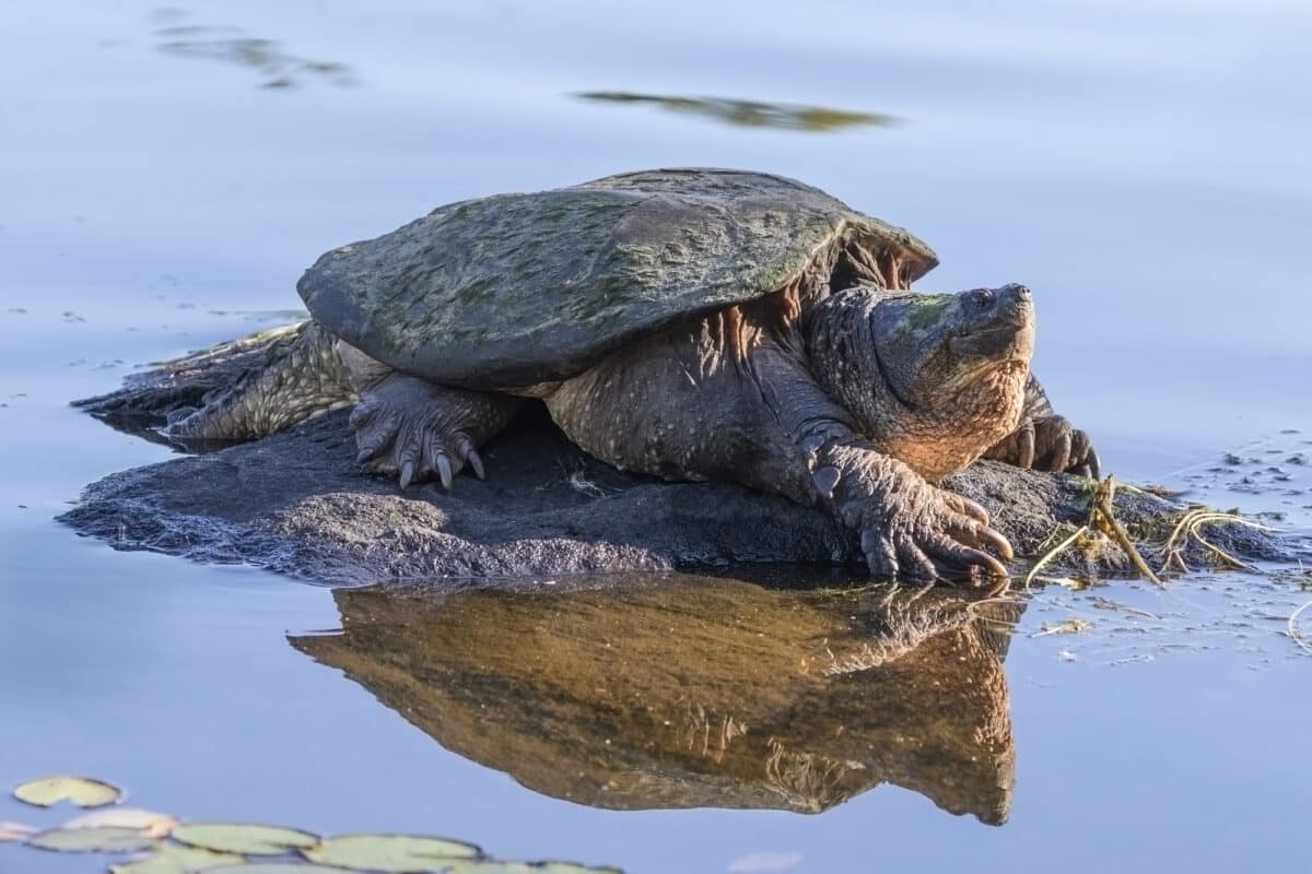 Snapping Turtle: