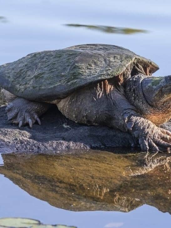 The Snapping Turtle&rsquo;s Violent Mating Ritual