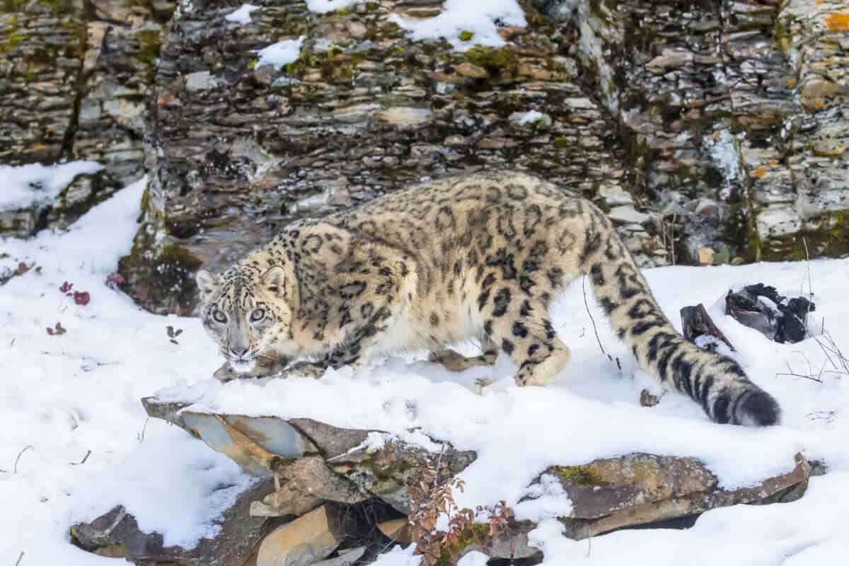 Snow Leopard Stalking Prey