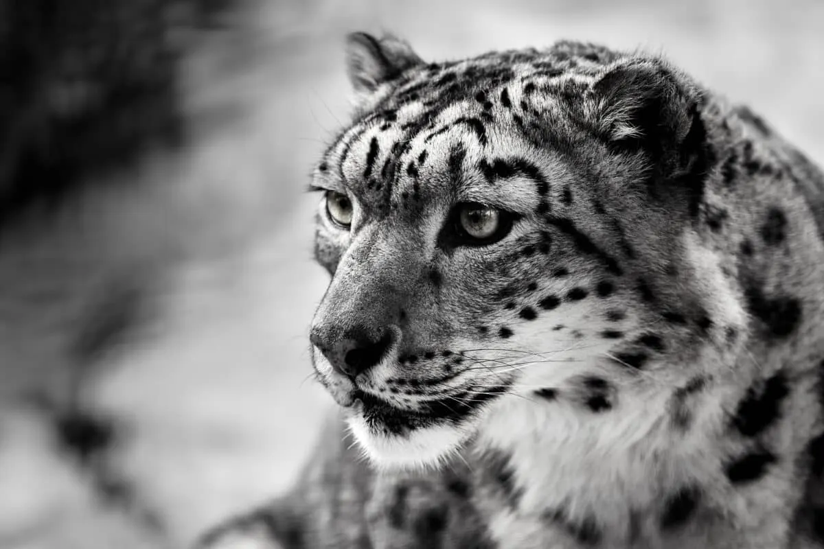 Snow Leopard 2