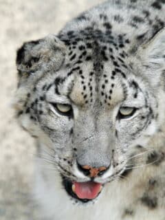 Snow leopard face