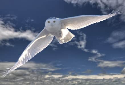 Snowy Owls Protected from Jets at Boston Airport