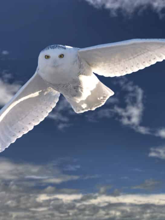 Snowy Owls Protected from Jets at Boston Airport