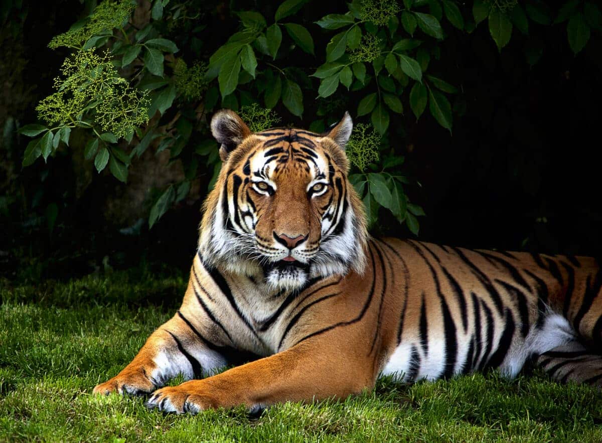 Portrait of Sumatran tiger (Panthera tigris sumatrae) resting