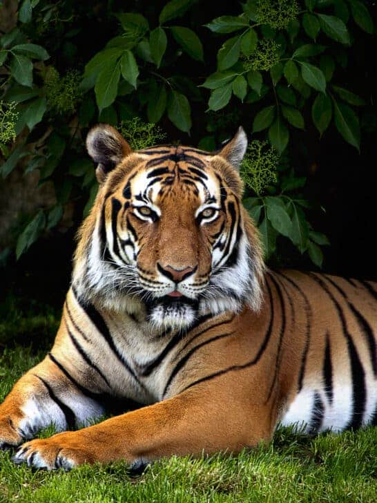 Saving Sumatra’s Endangered Sunda Tiger