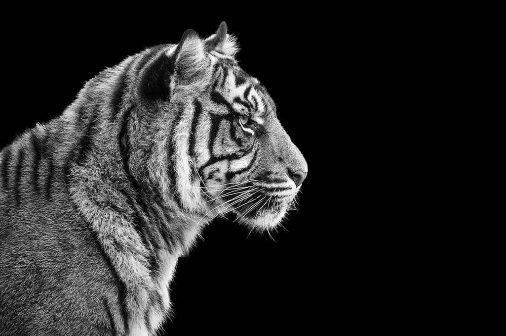 Portrait of Sumatran tiger in black and white