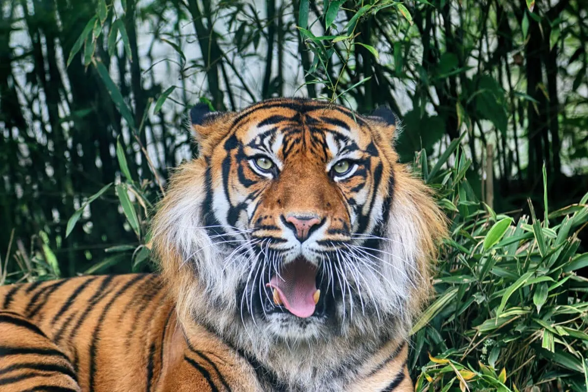 Sumatran Tiger roaring