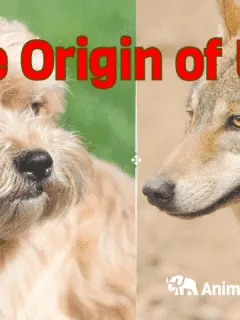The origin of dogs best friends