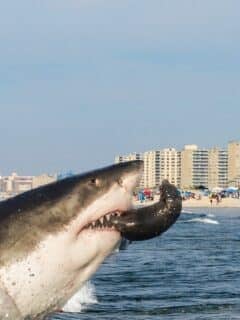 Shark Sighting at Rockaway Beach