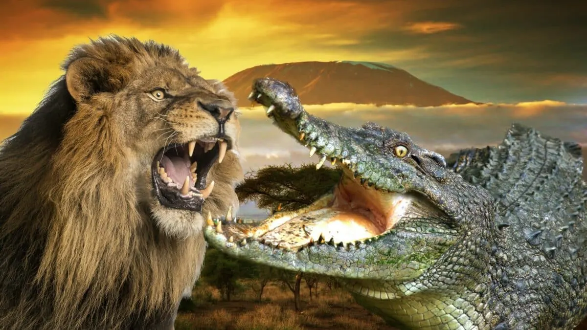 Lion Pride Feasting on Crocodile