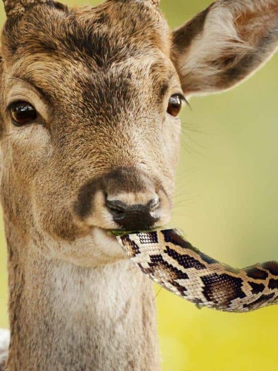 Deer Breaks Nature’s ‘Rule’ and Eats a Snake